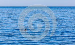 Dolphin fin above waves, Mediterranean sea