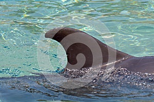 Dolphin fin photo