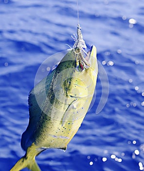 Dolphin Fish