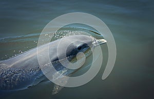 Delfín plávajúce 