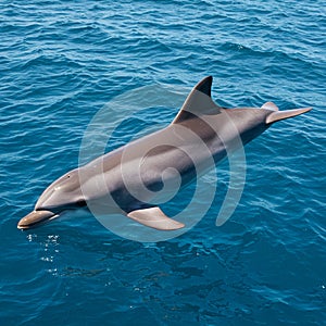 A dolphin gracefully leaps above the ocean's surface. Its sleek body is
