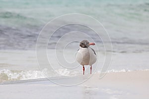 Dolphin gull, Falklands Malvinas