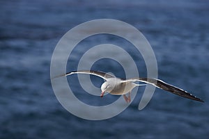 Dolphin Gull in Flight