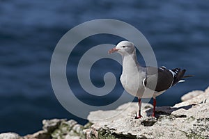 Dolphin Gull (Leucophaeus scoresbii)