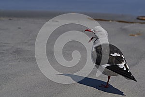 Dolphin Gull [Leucophaeus scoresbii] in the Falkland Islands