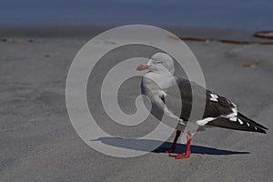 Dolphin Gull [Leucophaeus scoresbii] in the Falkland Islands