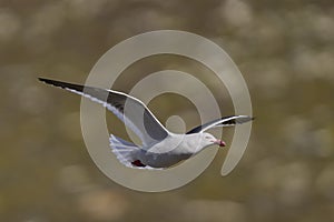 Dolphin Gull in flight in the Falkland Islands