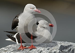 Dolphin Gulls