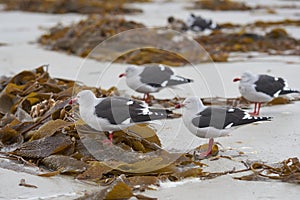 Dolphin Gulls on Saunders Island in the Falkland Islands photo