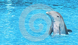 Dolphin happy on sea photo