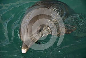 Dolphin head