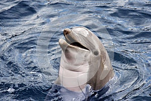 Dolphin