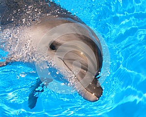 Dolphin Head Picture - Stock Photo