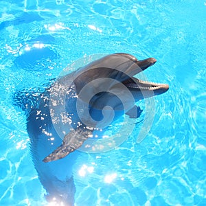 Dolphin Head Picture - Stock Photos