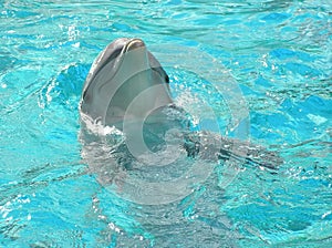 Dolphin head in water