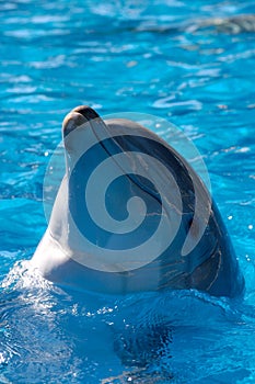 Dolphin Headshot