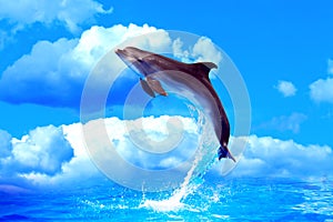 Dolphin High Jump