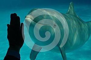 Dolphin and human hand 2
