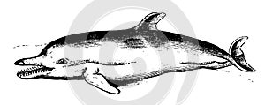 Dolphin I Antique Animal Illustrations