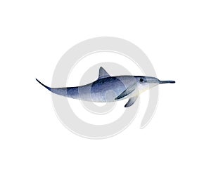 Dolphin illustration. Hand drawn illustration with dolphin for posters design, souvenirs