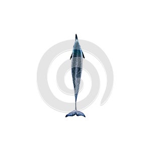 Dolphin illustration. Hand drawn illustration with dolphin view from above for posters design, souvenirs