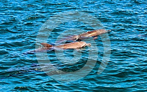 Delfino indiano Oceano 