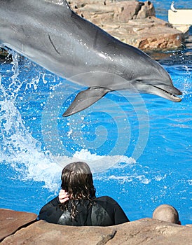 Delfino interazioni 