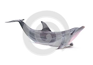 Dolphin isolated