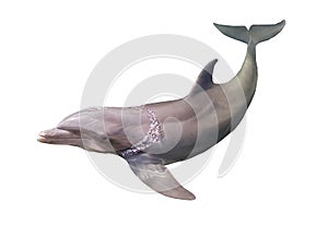 Dolphin isolated