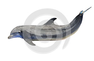 Dolphin Isolated on White