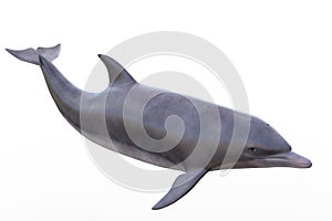 Dolphin isolated photo