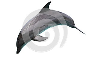 Delfin isoliert auf weißem hintergrund 