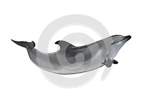 Dolphin