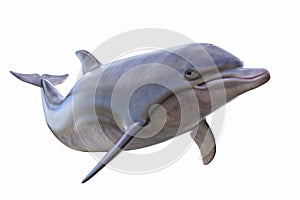 Dolphin isolated photo