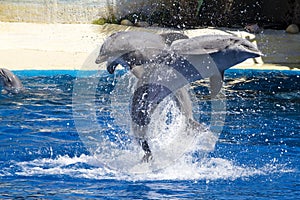 Dolphin jump out of the water in pool