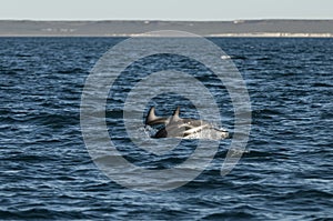 Dolphin Jump, Patagonia photo