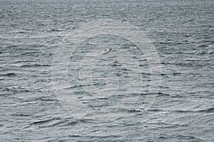 dolphin jump in the sea in patagonia