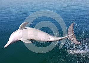 Dolphin Jumping