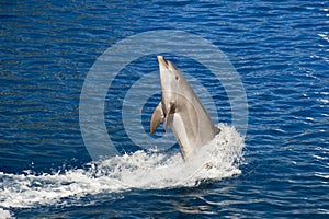Dolphin jumping