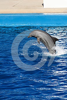 Dolphin jumping