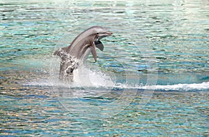 Dolphin jumping