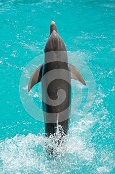 Dolphin jumping