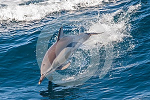 Dolphin jumping