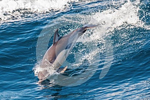Dolphin jumping