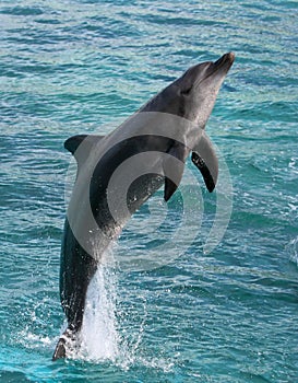 Dolphin Jumping