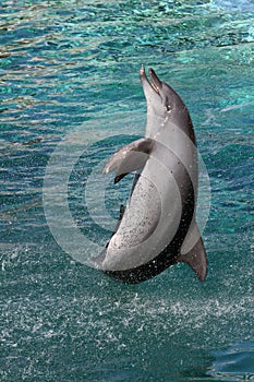 Dolphin Jumping