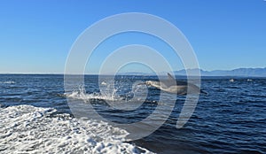 Dolphin jumping and breaching, False Bay, South Africa