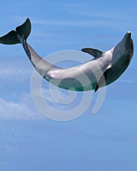 Dolphin Jumping for Joy