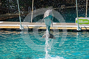 Dolphin jumping in a large pool