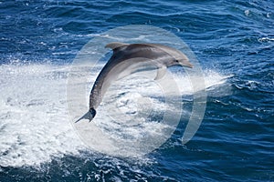 Dolphin jumping photo